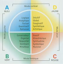 HERRMANN – PRÉFÉRENCES CÉRÉBRALES